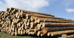 Pine whole section timbers combined by the mountain, ready to sending on timber mill