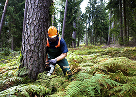 a woodcutter at work in the forest