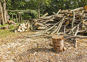 Stump for chopping wood