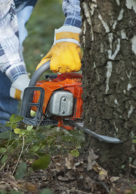 Lumberjack cuts down the tree by the chainsaw