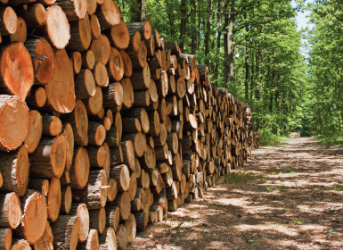 stacked logs