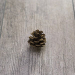 acorn sitting on lumber wood flooring