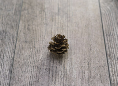 acorn sitting on lumber wood flooring