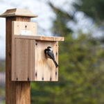 Using Refurbished Lumber To Make Bird House