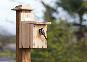 Using Refurbished Lumber To Make Bird House